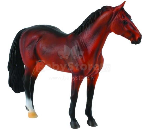 COLLECTA (XL)  Hanoveras ērzelis bērs 88