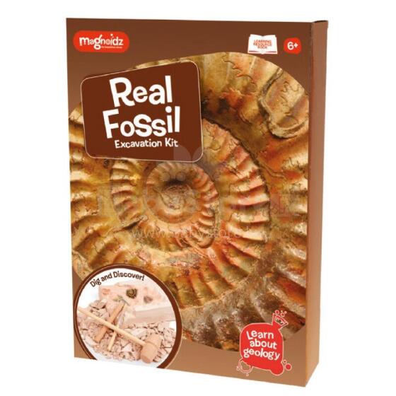 MAGNOIDZ Fossil Dig Kit