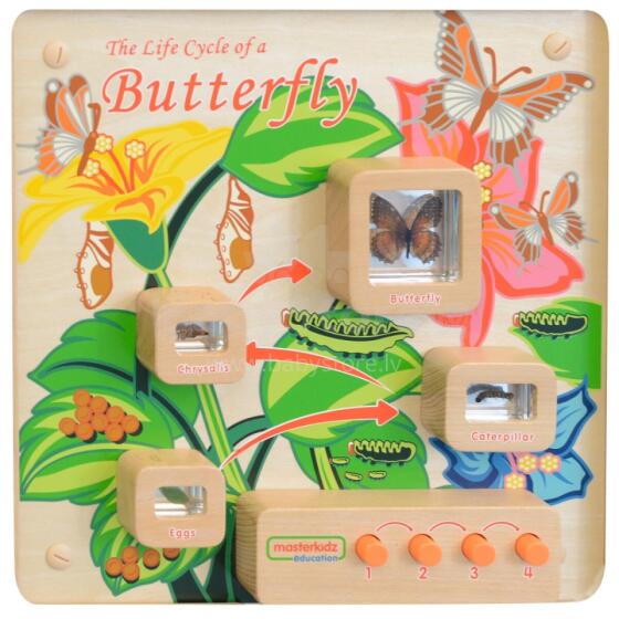 MASTERKIDZ Educational Wall Board Life Cycle of a Butterfly