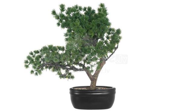 4Living Bonsai Pine