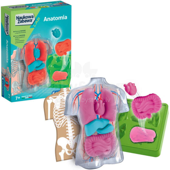 ANATOMIA