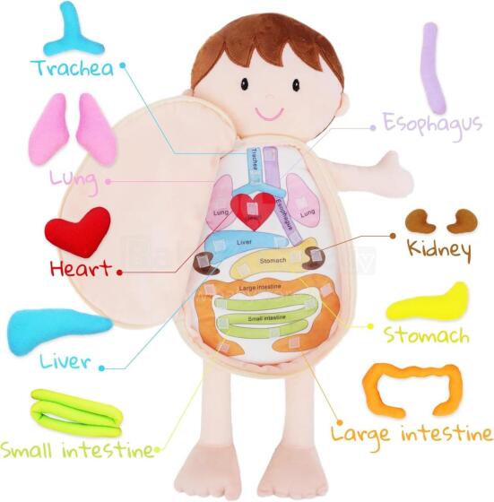 Bebe Basic Doll Boy Art.KX2954 Educational doll for studying anatomy