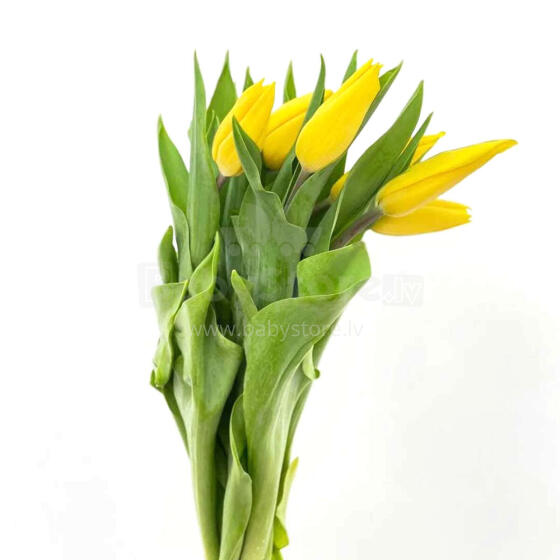 Fresh La Petit Fluer Art. LPT-TY9 Fresh Yellow Tulips Bouquet – 9 pcs (delivery next day to Pērnavas 5)