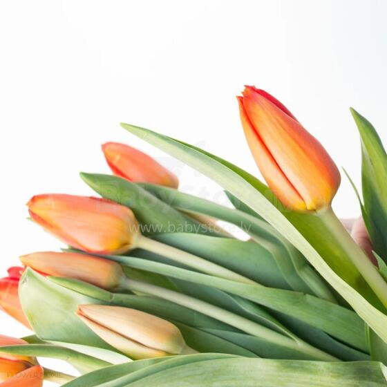 Fresh La Petit Fluer Art. LPT-TY9 Fresh Yellow Tulips Bouquet – 21 pcs (delivery next day to Pērnavas 5)