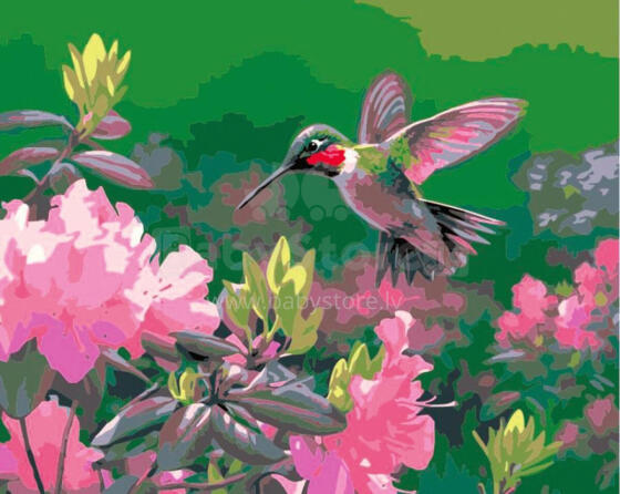 Gleznošana pēc numuriem - 50630 - KOLIBRI - izmērs 40x50 cm