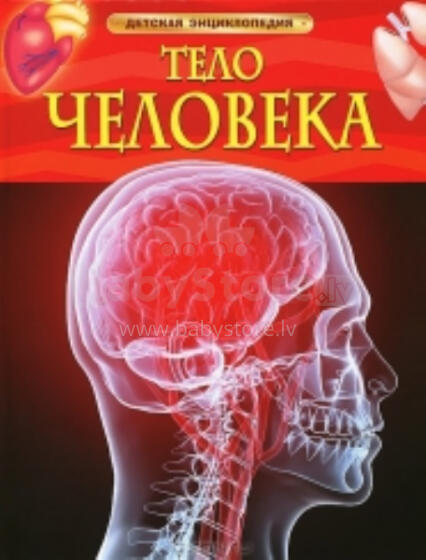 Драконы