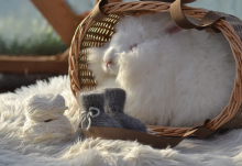 La bebe™ Wool Angora Socks Art.134227 Cloud Bērnu vilnas zeķītes/zekes