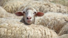 La bebe™ Lambswool  Art.113477 Beige dots Детское шерстяное одеяло/плед из мягкой шерсти (New Zeland wool) 70х90см
