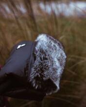 Makaszka Waterproof Muff Art.155239