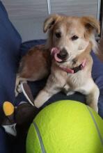 Ikonka Art.KX5784 Giant tennis ball XXL 24cm dog toy
