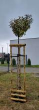 Atbalsta mietu komplekts kokiem Ø5cm, 250 cm