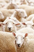 La bebe™ Merinos New Zeland  Art.213947 Merino wool blanket 65x90cm