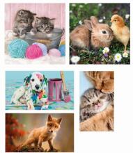 Clementoni pusle 10in1 Animal Friends