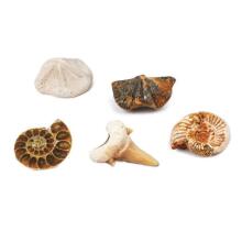 MAGNOIDZ Fossil Dig Kit