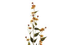 4Living Hieracium single assortment