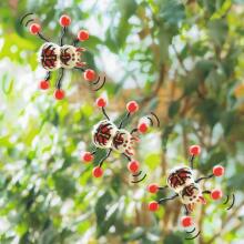 Zoology - Window crawler spider, 3 assorted