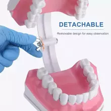 Doctor Set Smile Dentist Teeth Art.260085 Young/brave dentist set - Superhero smile