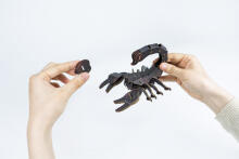 MAKEBUG 3D Paper puzzle Forest scorpion, MB-D-0053