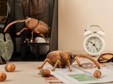 MAKEBUG 3D Paper puzzle Weevil, MB-B-0004