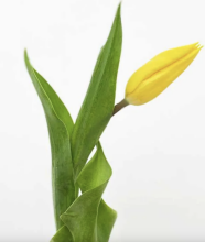 Fresh La Petit Fluer Art. LPT-TY9 Fresh Yellow Tulips Bouquet – 9 pcs (delivery next day to Pērnavas 5)