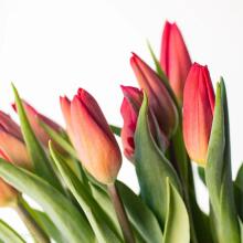 Fresh La Petit Fluer Art. LPT-TY9 Fresh Yellow Tulips Bouquet – 21 pcs (delivery next day to Pērnavas 5)