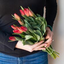 Fresh La Petit Fluer Art. LPT-TR51 Fresh Red Tulips Bouquet – 21 pcs (delivery next day to Pērnavas 5) with Bear 100cm
