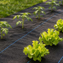 Black UV-resistant agro fabric 135 g/m² weed control mat 0.8×100 m, pins, MultiGarden