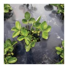 Garden film compostable BioAgri Garden 1.2x7m for 1&ndash;3 year old plants 35mqr. black