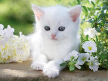 Ravensburger Puzzle 1500 pc White Kitten