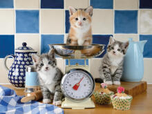 Ravensburger Puzzle 1500 Pieces: Kittens In The Kitchen