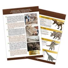 Buki Dinosauru galvaskauss - Tiranosaurus