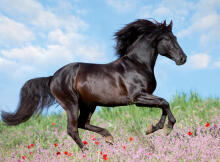 Ravensburger  Puzzle 200 pc Majestic Horse
