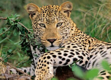 Ravensburger Puzzle 100 pc Exotic animal