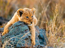 Ravensburger Puzzle 200 pc Lioncub