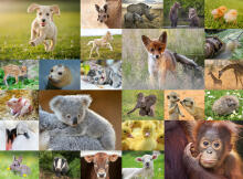 
Ravensburger Puzzle 200 pc Baby Animals