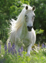 Ravensburger Puzzle 100 pc White Horse