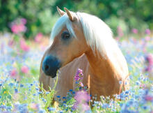 Ravensburger Puzzle 300 pc Horse in Flowers
