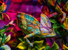 Ravensburger Puzzle 500 pc Chameleon