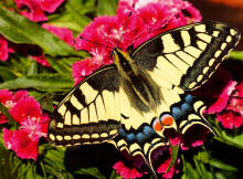 Ravensburger Puzzle 500 pc Colorful Butterfly