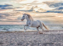 Ravensburger Puzzle 500 Pieces: Evening Gallop
