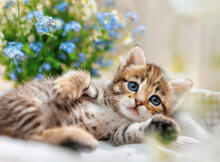 Ravensburger Puzzle 500 Pieces: Playful Kitten