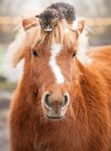 Ravensburger Puzzle 500 Pieces: Pony And Cat