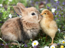 Ravensburger Puzzle 500 Pieces: Rabbit And Chick