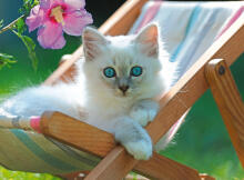Ravensburger Puzzle 200 pc White Cat