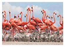 Dino Puzzle 500 pc Flamingos