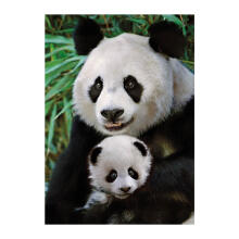 Dino Puzzle 1000 pc Panda with baby