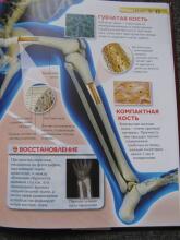 Драконы