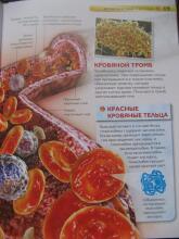Драконы