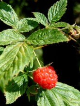 Graenn Hydrolat wild raspberry