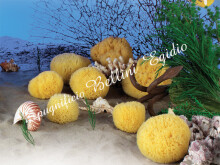 Bellini  Nat. Sea Sponge Honeycomb №12